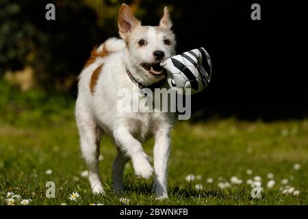 Fred un cane da compagnia che corre e gioca in giardino. Foto Stock