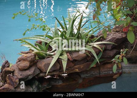 Piantagioni di Aloe vera presso la piscina, Texas Foto Stock