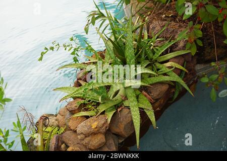 Piantagioni di Aloe vera presso la piscina, Texas Foto Stock