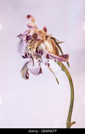 Primo piano di rosa pallido delicato -bianco rosa su sfondo bianco , bellissimi petali saltati Foto Stock