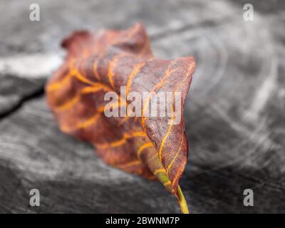 Foglia d'autunno su un vecchio ceppo di alberi. Foto Stock