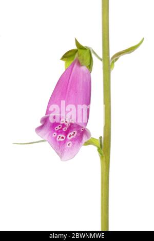 Primo piano di un singolo fiore di foxglove isolato contro il bianco Foto Stock