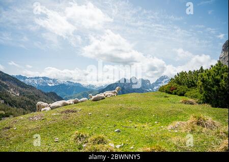 Gregge di pecore che riposano sulla cima di una collina erbosa con vista pittoresca sulle montagne. Foto Stock