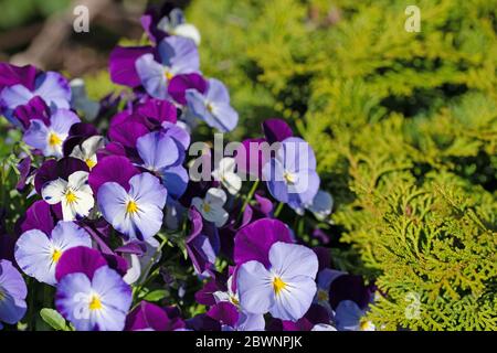 Violette fiorite, viola cornuta, in primavera Foto Stock