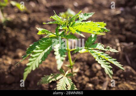 Pianta giovane di canapa di cannabis che cresce dallo sporco che si muove nel vento con il sole che splende. Movimento lento, movimento di inclinazione Foto Stock