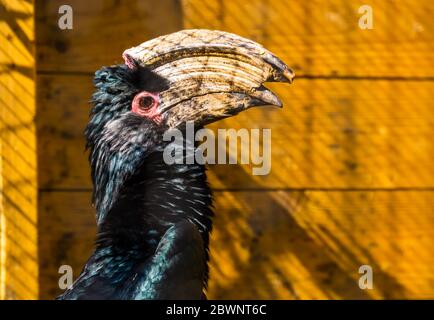 Ritratto di un uccello trombettista, specie animale tropicale dell'Africa Foto Stock