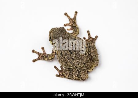 Maschio Grey Treefrog, Dryophytes versicolor, su uno sfondo bianco studio nel Michigan centrale, Stati Uniti Foto Stock