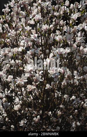 I rami di alberi sono disseminati di fiori, molti fiori riempiono l'intera cornice, l'albero cresce in Svizzera Foto Stock