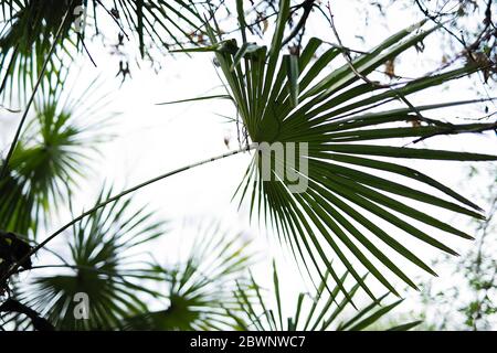 Verde foglie di palma grandi closeup su sfondo cielo Foto Stock