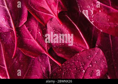 Orache rosse o foglie di spinaci di montagna cosparse di acqua. Sfondo con foglie rosse di hortensis triplex Foto Stock