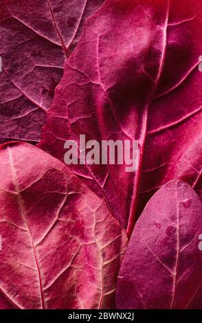 Primo piano con foglie di orache rosse fresche, vista dall'alto. Foglie rosse di spinaci di montagna. Verdure fresche Foto Stock