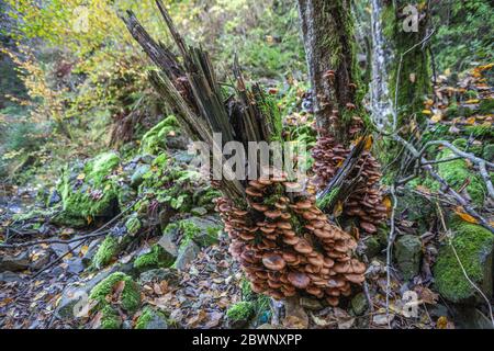 Tronco rotto su cui crescono i funghi Armillaria mellea, Alto Adige, Italia Foto Stock