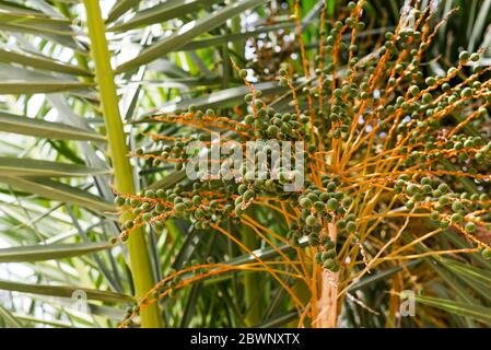 Vista ravvicinata da sotto l'albero di una nucifera di cocco che mostra un mazzo di bellissimi fiori di cocco in piena luce del sole. Foto Stock