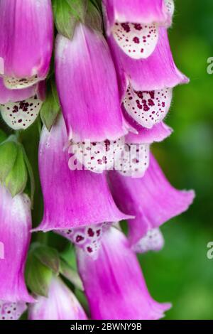 Fiori di foxglove - purea digitale Foto Stock