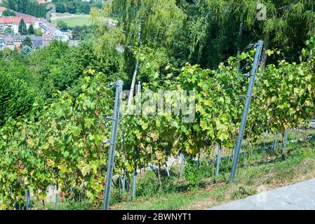 Vigneti nella sità Karlsruhe è la più grande città dello stato del Baden-Württemberg nel sud-ovest della Germania. Foto Stock