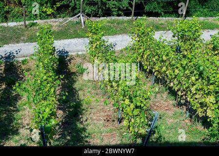 Vigneti nella sità Karlsruhe è la più grande città dello stato del Baden-Württemberg nel sud-ovest della Germania. Foto Stock