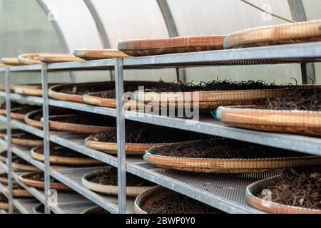 Essiccazione del pepe presso la Sothy's Pepper Farm, Kampot, Cambogia Foto Stock