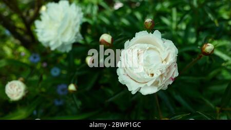 Peony - Tiro in formato medio e mostrando molti altri germogli di peonia su grande pianta fiorente Foto Stock