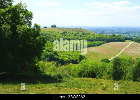 Vista di fronte alla collina di Coombe a Beacon Hill nelle Chilterns Foto Stock