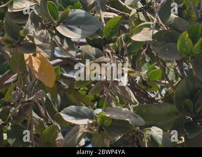 Donna Village Weaver (Ploceus cuccullatus) arroccato su un albero a Dakar, Senegal Foto Stock