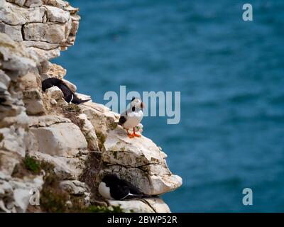 I puffini su scogliere a Flamborough Riserva Naturale, UK. Foto Stock