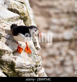 I puffini su scogliere a Flamborough Riserva Naturale, UK. Foto Stock