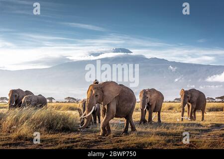 Mandria di grandi elefanti africani che camminano di fronte al Monte Kilimanjaro ad Amboseli, Kenya Africa Foto Stock