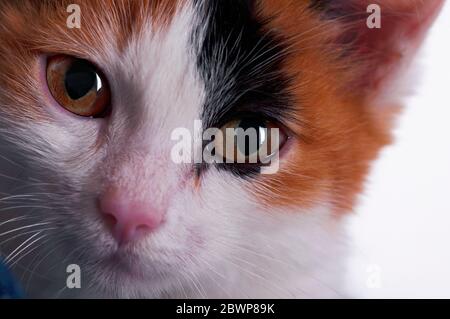 Carino gattino, un buon amico dell'uomo. Cucciolo con capelli multicolore Foto Stock