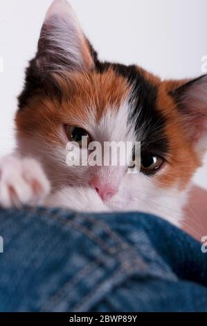 Carino gattino, un buon amico dell'uomo. Cucciolo con capelli multicolore Foto Stock