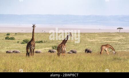 Tre giraffe Masai in Kenya Africa con fila di elefanti che camminano sullo sfondo Foto Stock