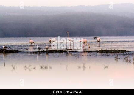 Bella scena tranquilla con fenicotteri su un lago calmo con riflessi nel lago Nakuru, Kenya Africa Foto Stock