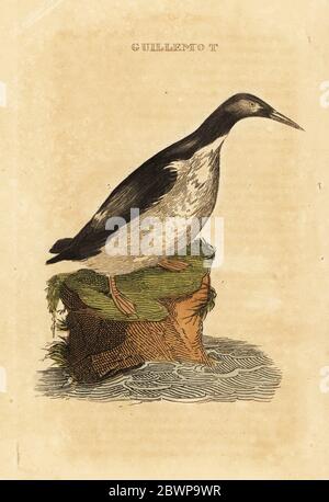 guillemot sciocco, aria aalge. Guillemot. Incisione a blocchi di legno colorato a mano dopo un'illustrazione di Edward Donovan dalla storia naturale degli uccelli, pubblicata da Binthy and Childs, Bungay, Suffolk, 1815. Charles ha fondato brillantemente una fonderia di stampa e stereotipi a Bungay nel 1795 ed è entrato in partnership con la stampante radicale non conformista John Firby Childs nel 1808. Foto Stock