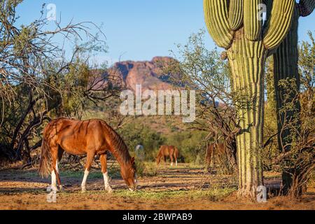 Mandria di cavalli selvatici che pascolano in un'iconica scena del sud-ovest degli Stati Uniti d'America con montagne di cactus saguaro in roccia rossa sullo sfondo Foto Stock