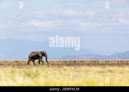 Giovane elefante africano che cammina da solo lungo le pianure di Amboseli in Kenya, Africa Foto Stock