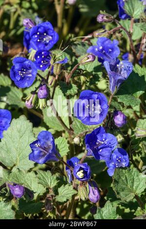 California Bluebells Phacelia campanularia deserto Blue Bells Foto Stock