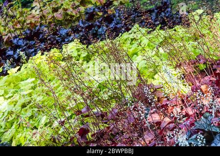 Colorato letto di fiori Giardino misto Heucheras parte ombreggiata Heuchera 'energia solare' foglie Heuchera Foliage colorato letto Hardy foglie Perennials Heuchera Foto Stock