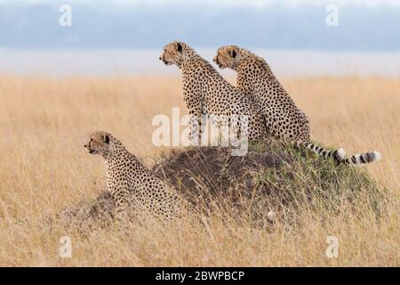 Tre adulti maschi Cheetah su un tumulo di termite alla ricerca di preda Masai Mara Kenya Foto Stock