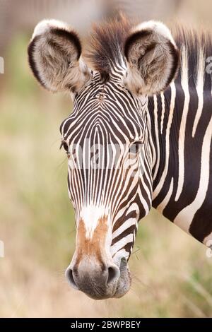 Ritratto di una zebra di Grevy nella riserva di Samburu in Kenya Foto Stock