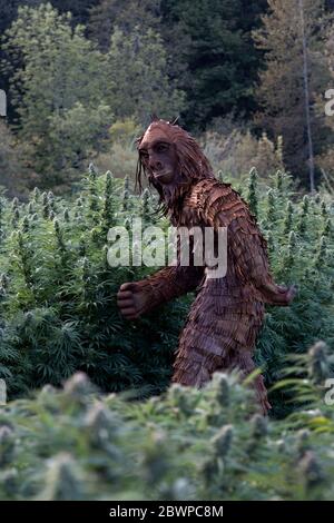 Bigfoot che passa attraverso il campo organico della canapa "Lifter" ceppo "Cannabis sativa", pm light. Foto Stock