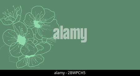 Sfondo con fiori di ciliegia, bianco su verde Illustrazione Vettoriale