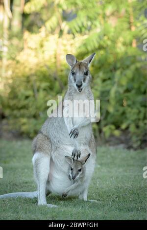 Femmina agile wallaby e joey che sporgono dalla sua custodia entrambi in guardia per pericolo prima di stabilirsi per un nutrimento su erba lussureggiante a Townsville, Queensland. Foto Stock