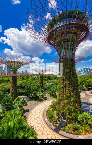 Il Supertree Grove dallo Skyway OCBC a Gardens by the Bay, Singapore, Repubblica di Singapore Foto Stock