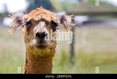 Testa alpaca marrone vista frontale primo piano su sfondo verde. Agricoltura nella contea di Sonoma, California. Sfondo sfocato Foto Stock