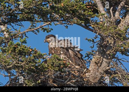 I capretti aquila calva nel suo nido vicino a Homer Alaska Foto Stock