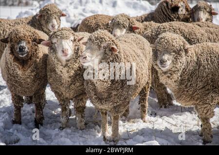 Pecora di Merino in un allevamento in inverno Foto Stock