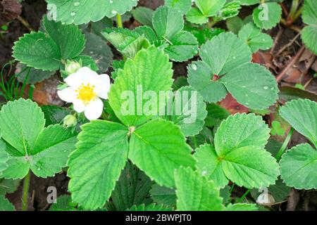 Pianta di fragola. Fioritura di fragole. Cespugli di fragole selvatiche. Fragole in crescita in giardino. Foto Stock