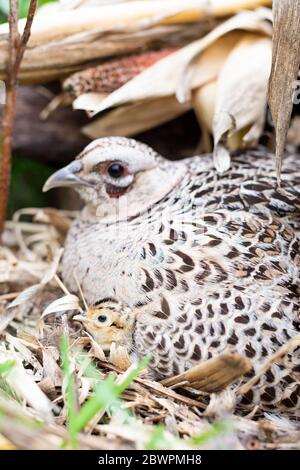 Un Hen Pheasant sul suo nido con pulcini appena covati in un giorno di primavera in South Dakota Foto Stock