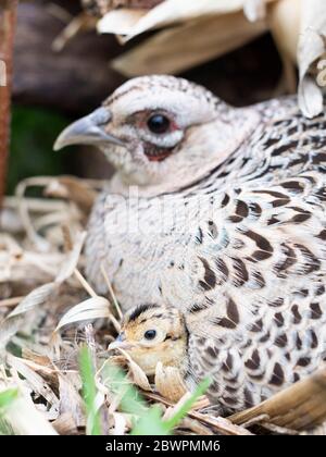 Un Hen Pheasant sul suo nido con pulcini appena covati in un giorno di primavera in South Dakota Foto Stock