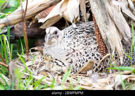 Un Hen Pheasant sul suo nido con pulcini appena covati in un giorno di primavera in South Dakota Foto Stock