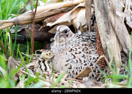 Un Hen Pheasant sul suo nido con pulcini appena covati in un giorno di primavera in South Dakota Foto Stock